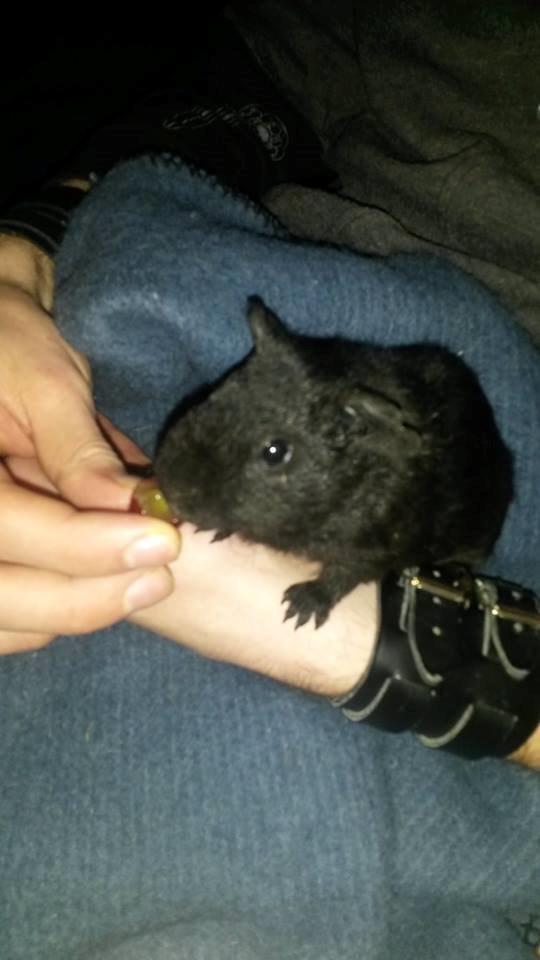 Marsvin Hitchcock billede 26