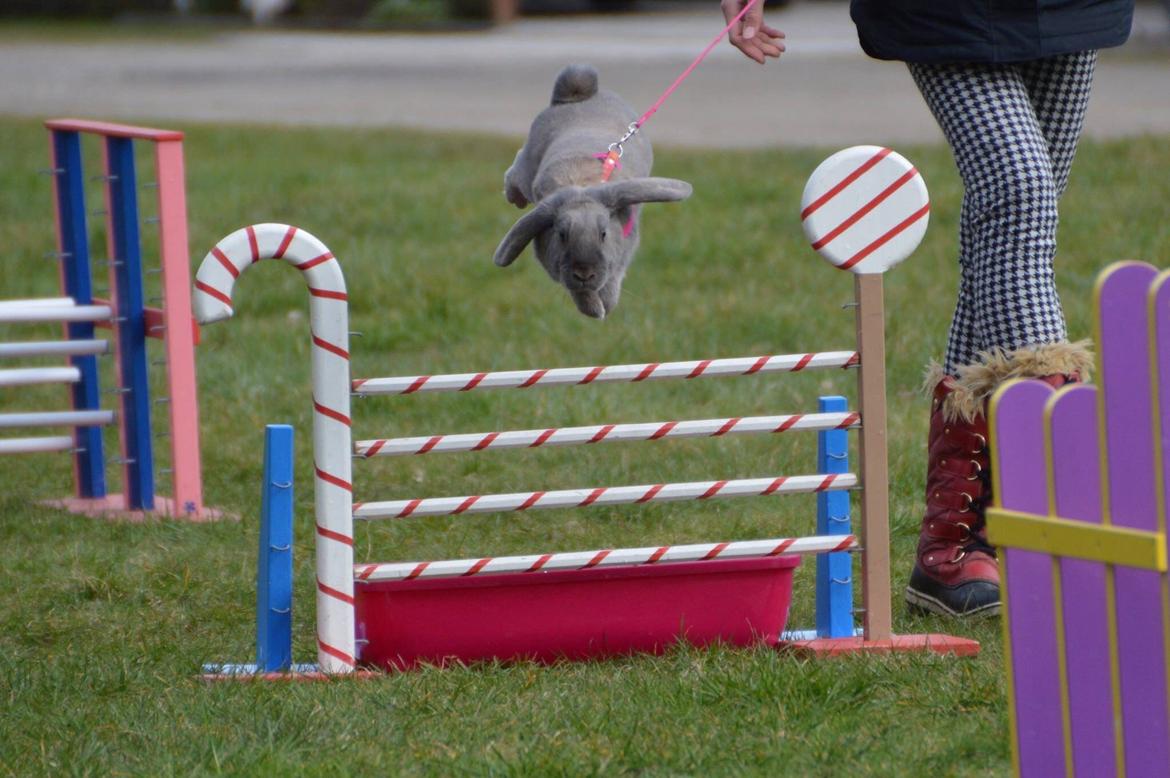 Kanin | Mabohas Mount Makalu billede 6