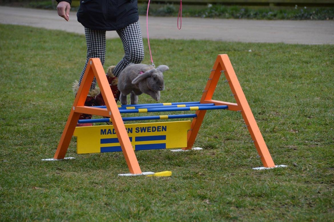 Kanin | Mabohas Mount Makalu billede 11