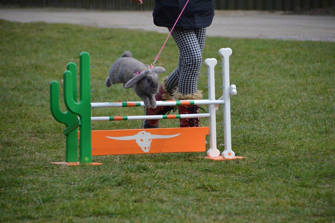 Kanin | Mabohas Mount Makalu billede 9