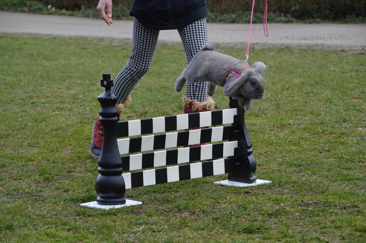 Kanin | Mabohas Mount Makalu billede 13