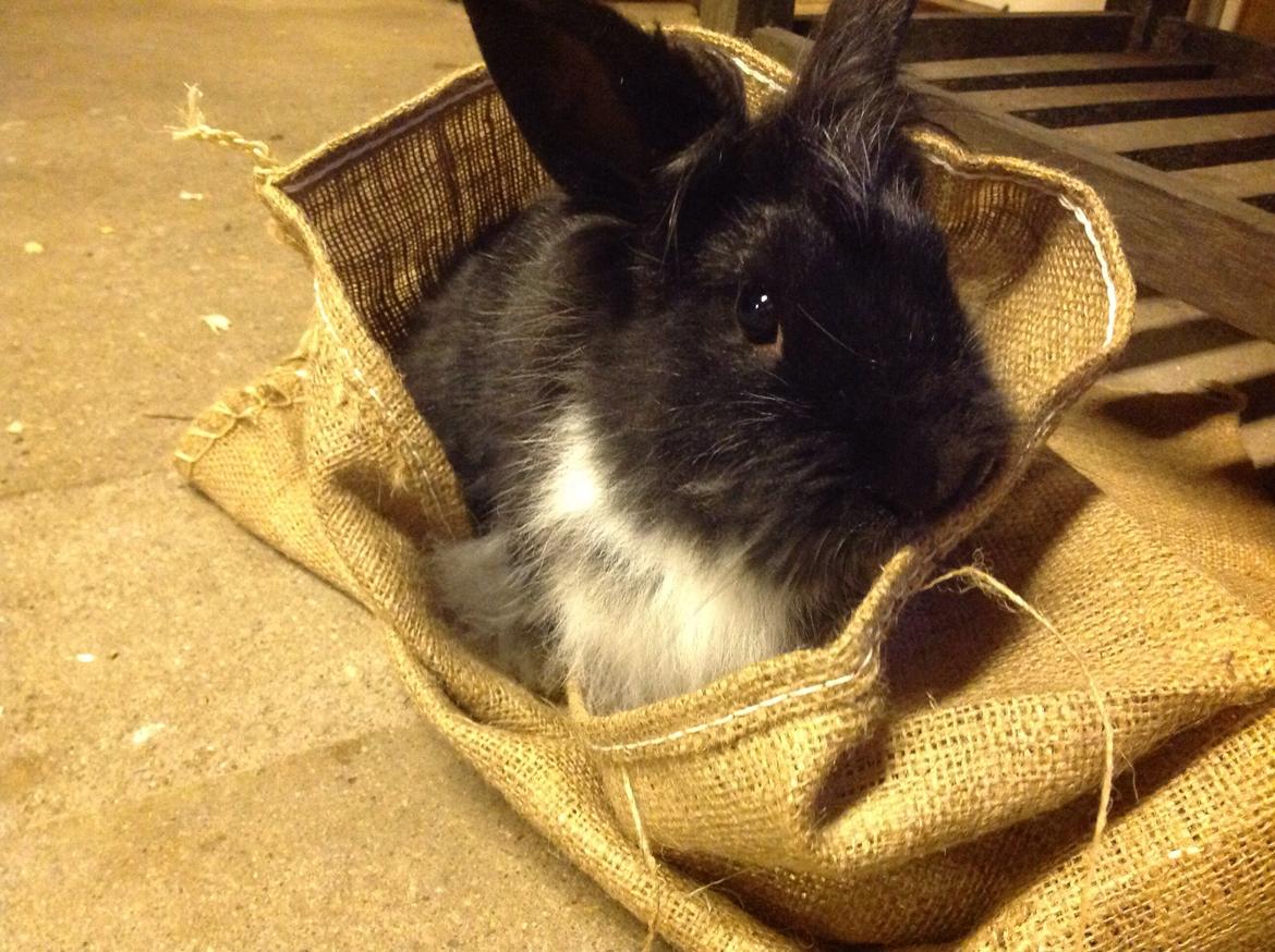 Kanin Syren billede 2