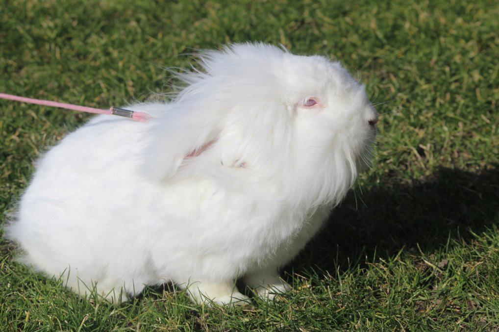 Kanin Leeds Ultra Fuzu (Elmer) billede 18