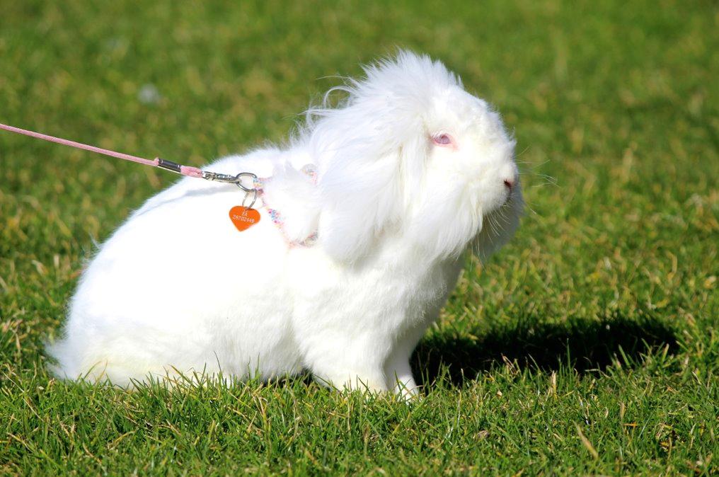 Kanin Leeds Ultra Fuzu (Elmer) billede 15