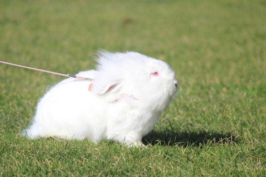 Kanin Leeds Ultra Fuzu (Elmer) billede 7