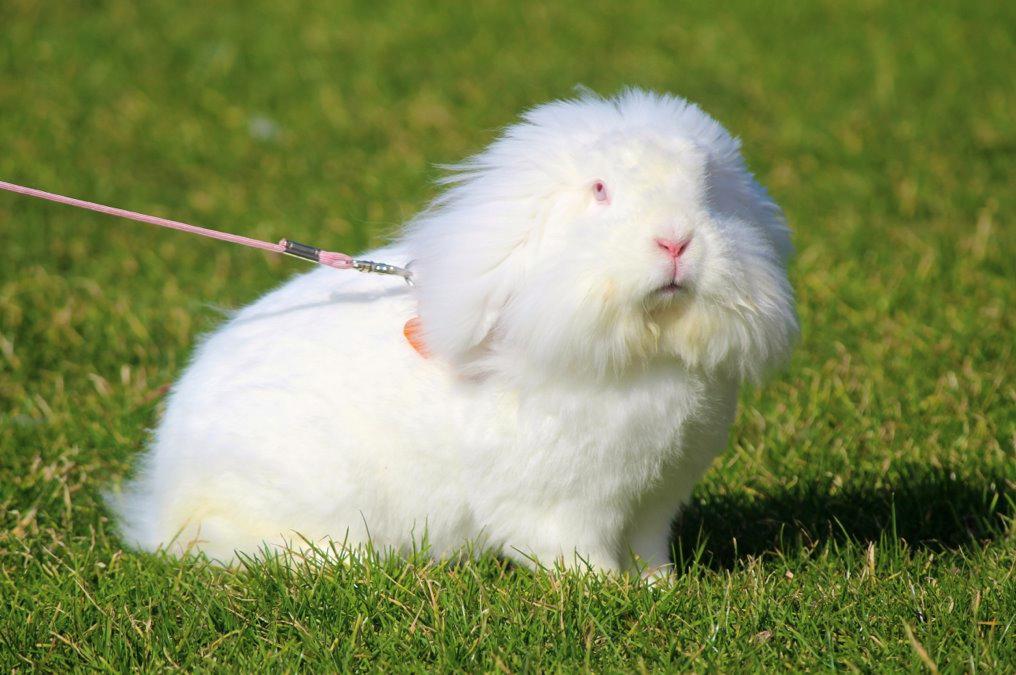 Kanin Leeds Ultra Fuzu (Elmer) billede 1