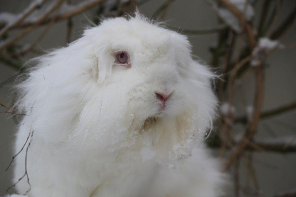 Kanin Leeds Ultra Fuzu (Elmer) billede 12