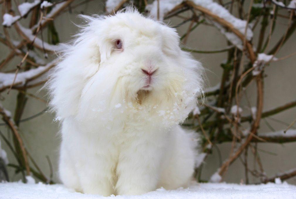 Kanin Leeds Ultra Fuzu (Elmer) billede 3