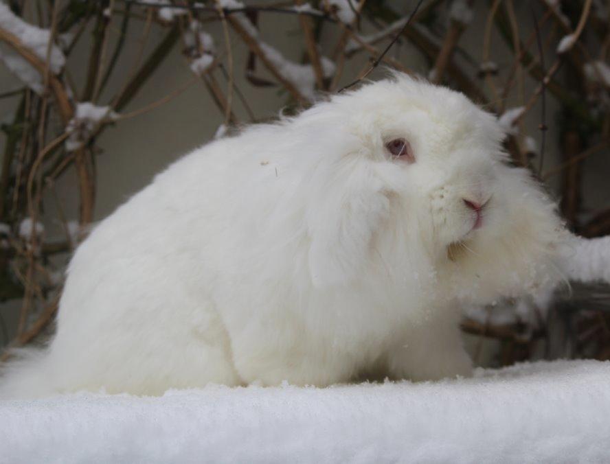 Kanin Leeds Ultra Fuzu (Elmer) billede 17