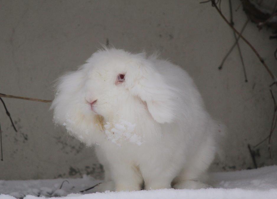 Kanin Leeds Ultra Fuzu (Elmer) billede 8