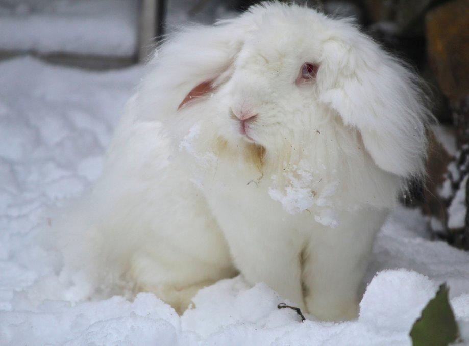 Kanin Leeds Ultra Fuzu (Elmer) billede 5