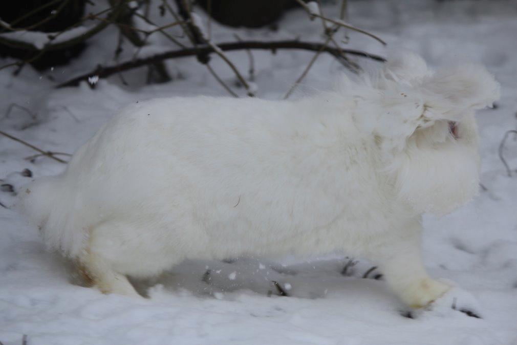 Kanin Leeds Ultra Fuzu (Elmer) billede 14