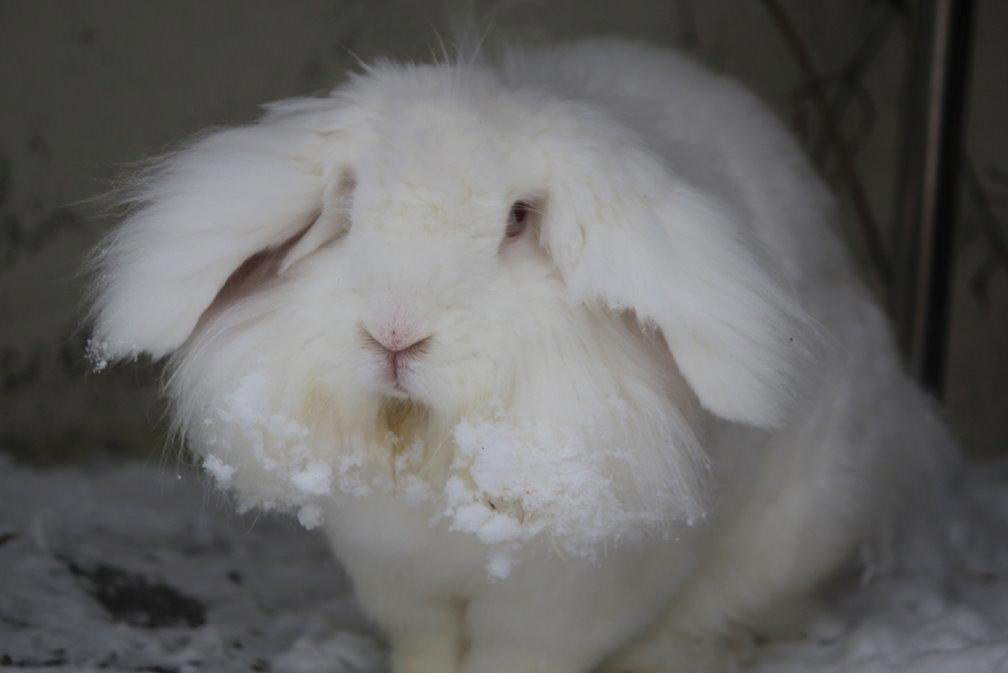 Kanin Leeds Ultra Fuzu (Elmer) billede 9