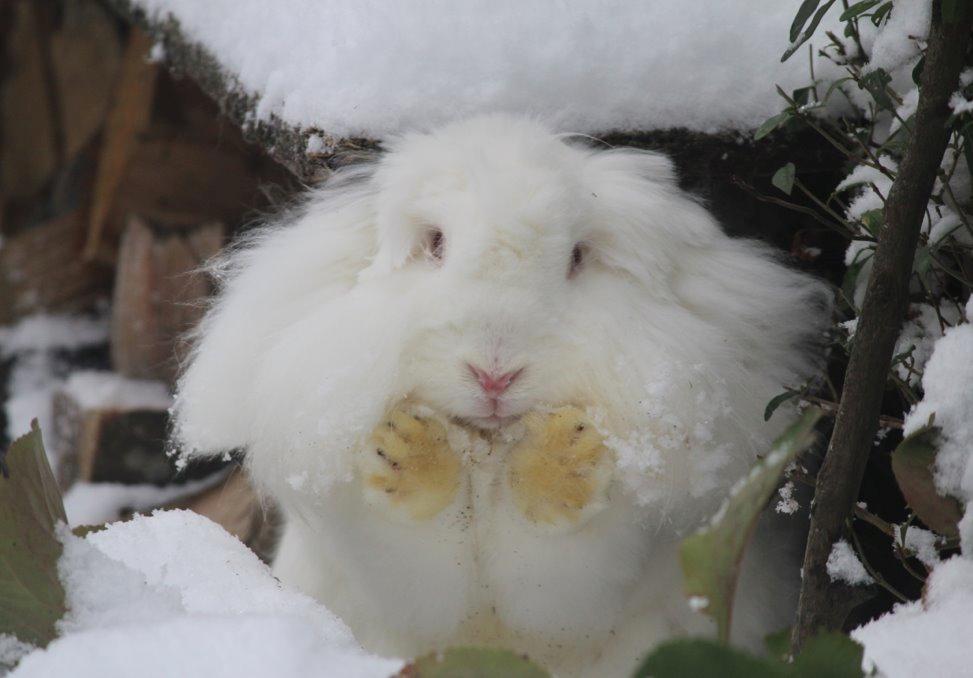 Kanin Leeds Ultra Fuzu (Elmer) billede 2