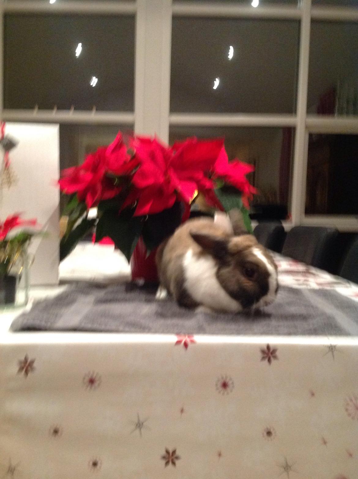 Kanin   Karamel billede 6