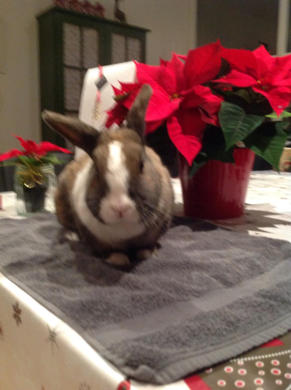 Kanin   Karamel billede 12