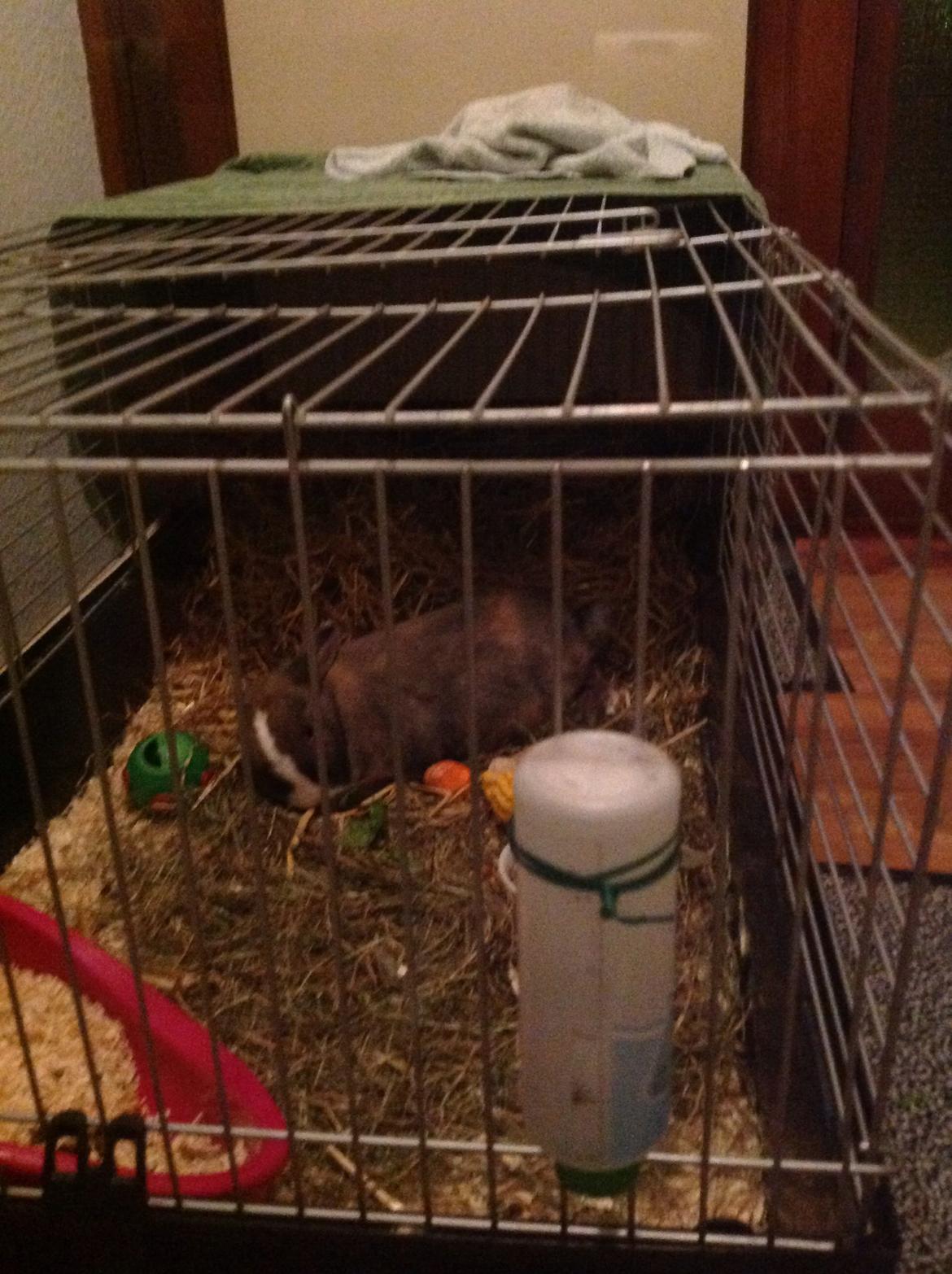 Kanin   Karamel billede 19