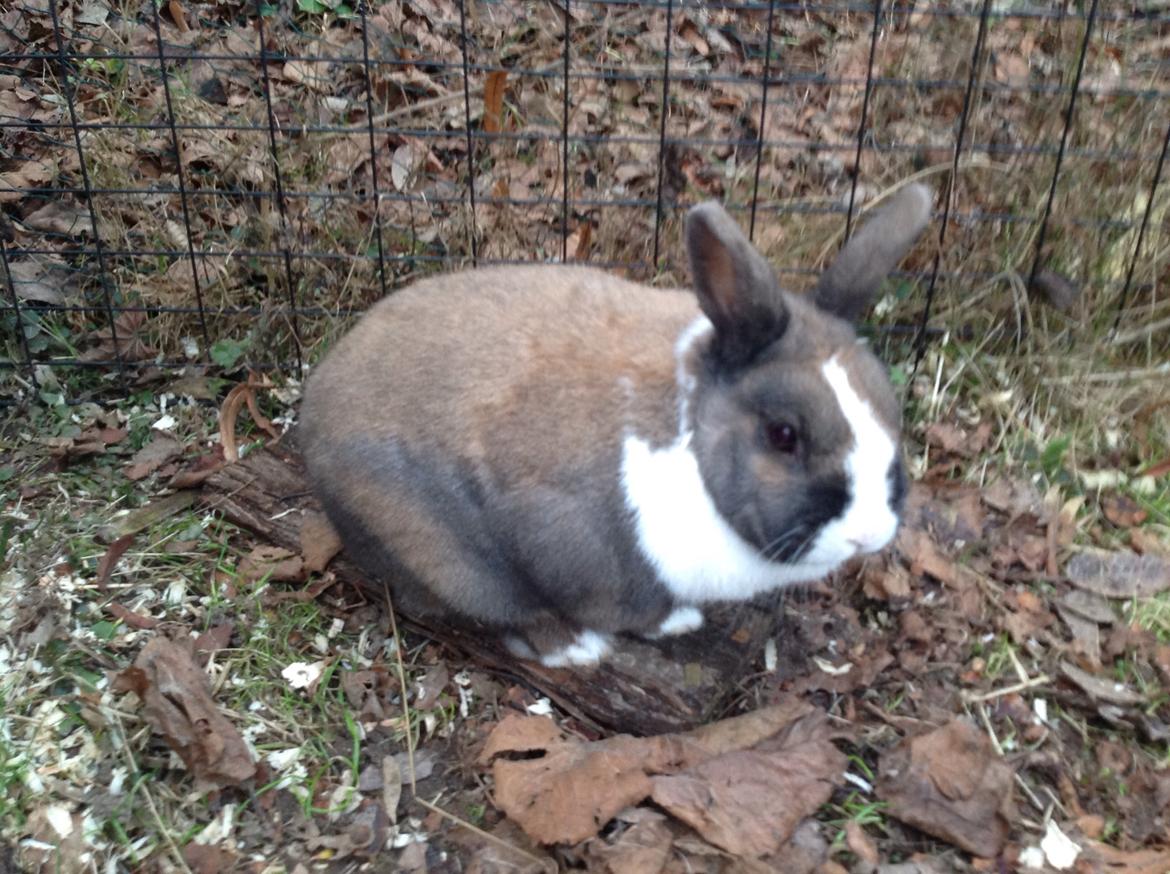 Kanin   Karamel billede 26