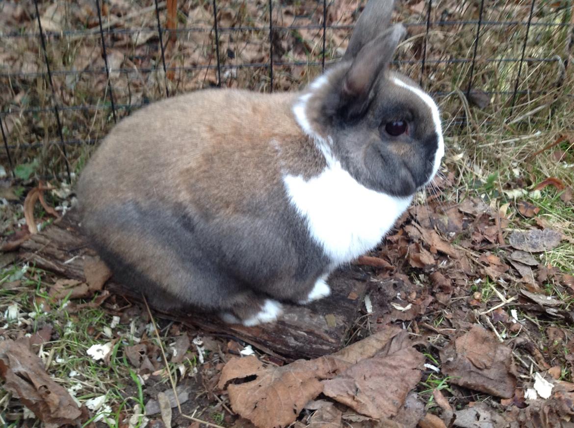 Kanin   Karamel billede 27