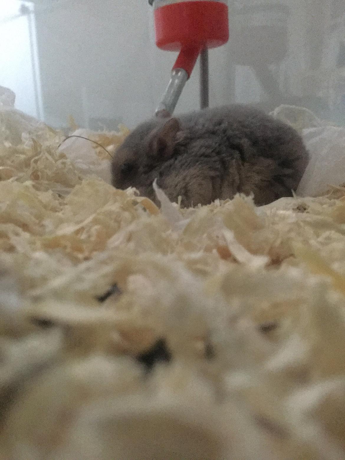 Dværghamster Tumle <3  billede 2