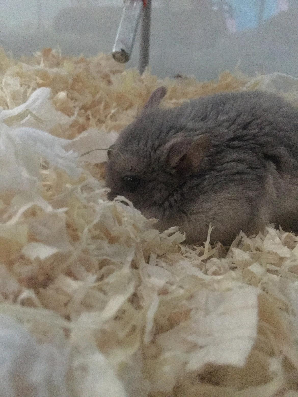 Dværghamster Tumle <3  billede 3