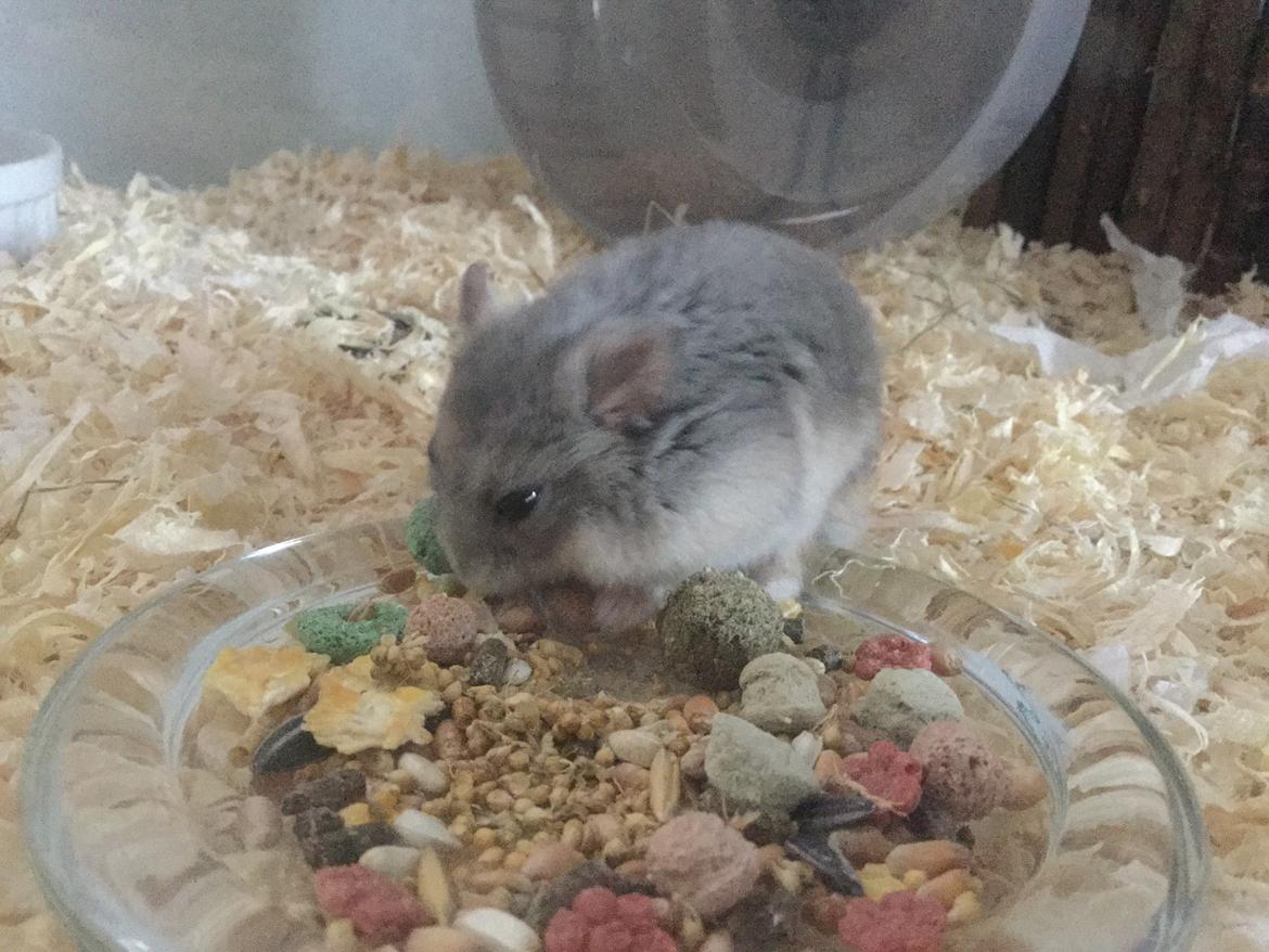 Dværghamster Tumle <3  billede 1