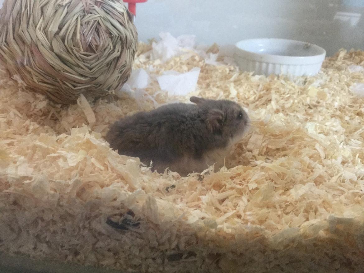 Dværghamster Tumle <3  billede 5