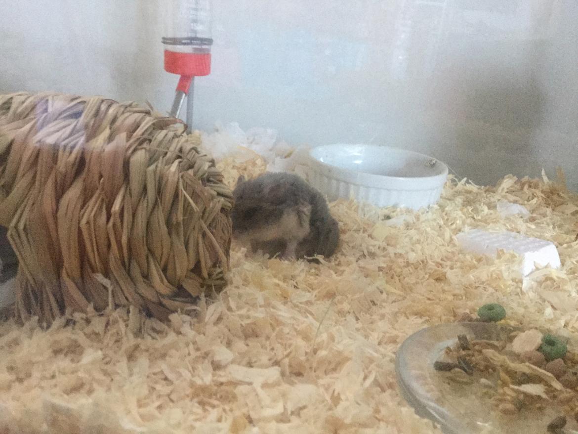 Dværghamster Tumle <3  billede 4