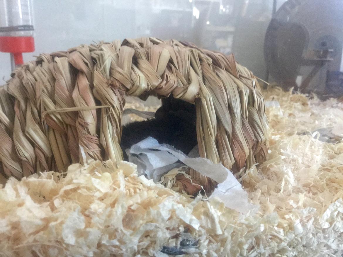 Dværghamster Tumle <3  billede 6