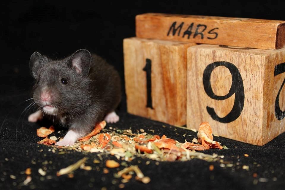Hamster Admirable *Anton* - Fra han var hos HamsterHeaven billede 1