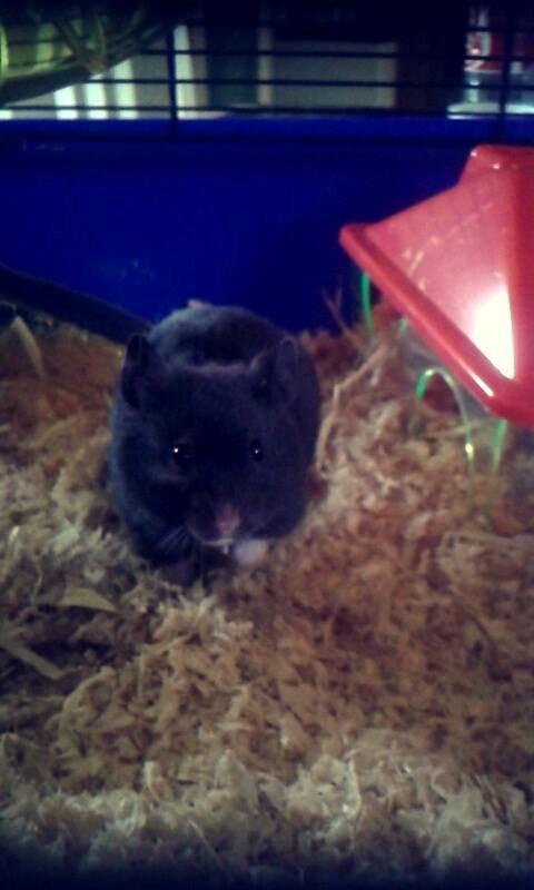 Hamster Admirable *Anton* - Anton i sit nye bur billede 3