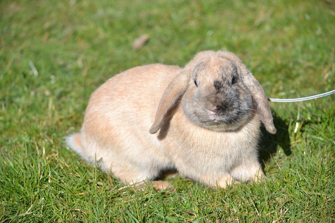 Kanin Wedervangs Spike Af Hyben billede 19