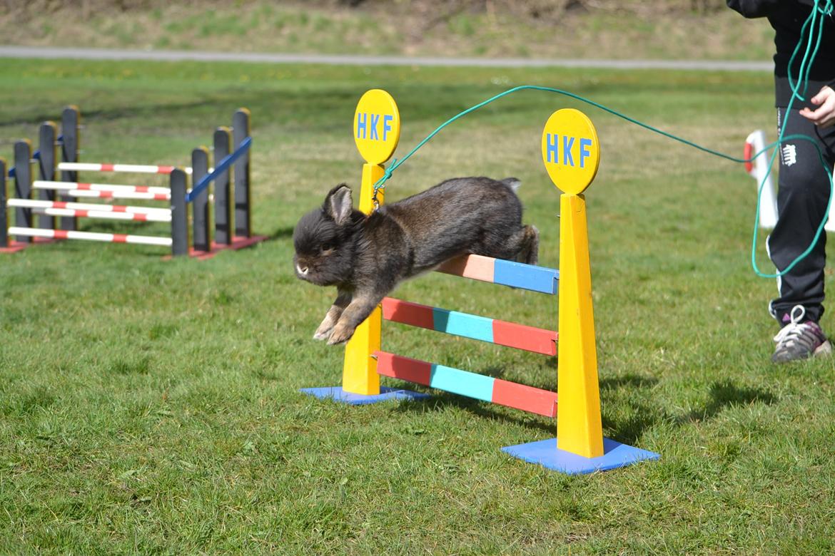 Kanin Kaninbandens Donkey billede 19