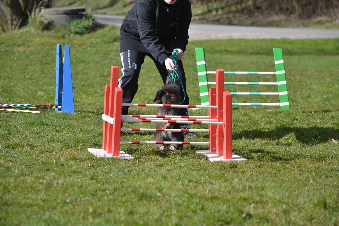 Kanin Kaninbandens Donkey billede 25