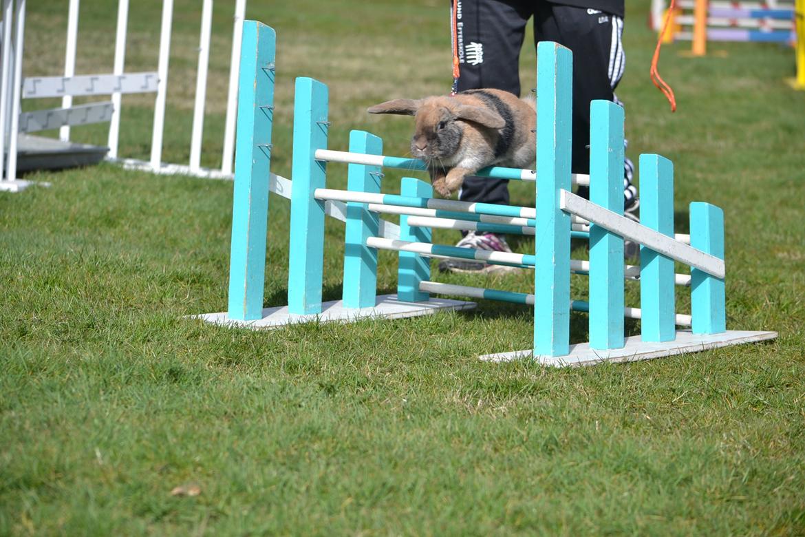 Kanin Æblehavens Zorra. billede 2