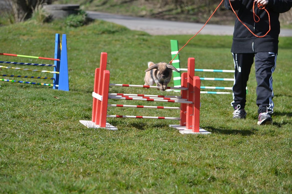 Kanin Æblehavens Zorra. billede 7
