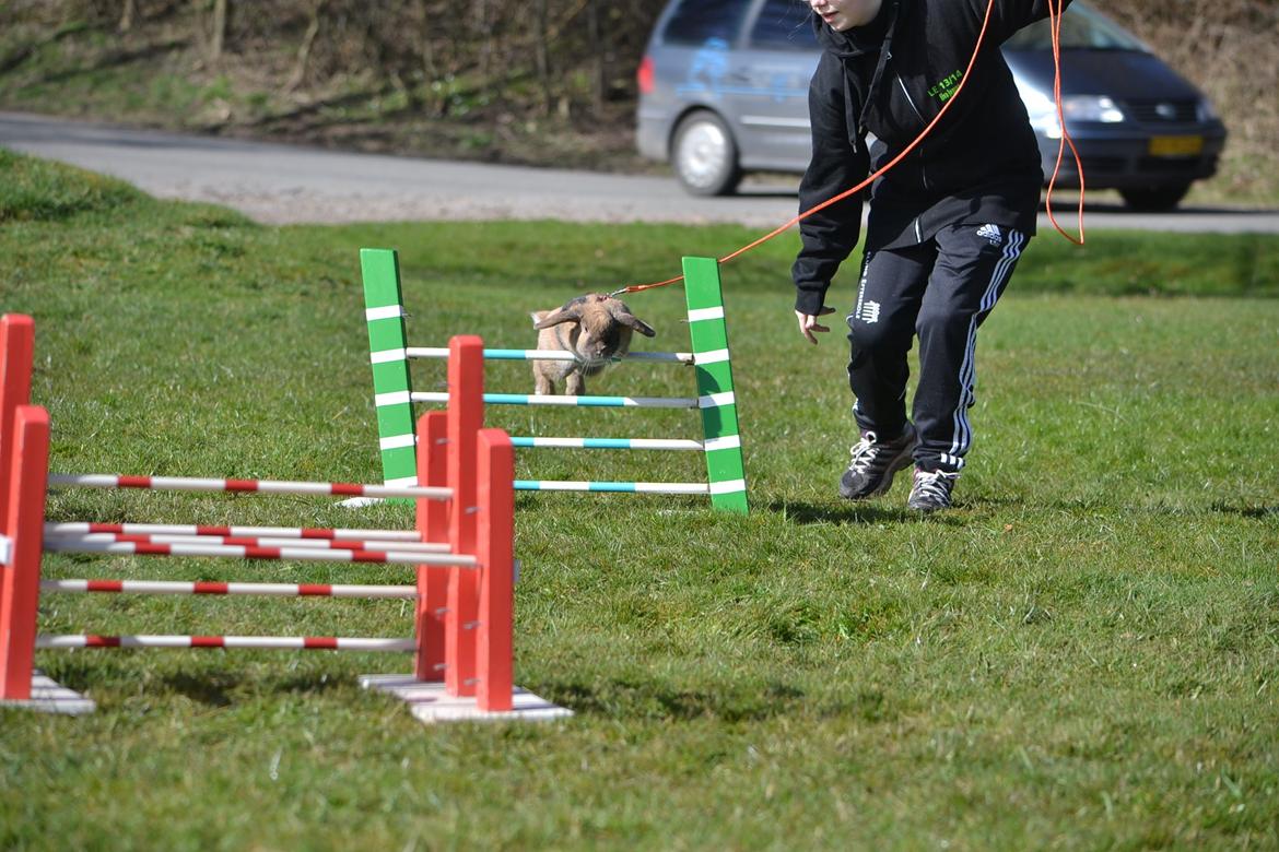 Kanin Æblehavens Zorra. billede 16