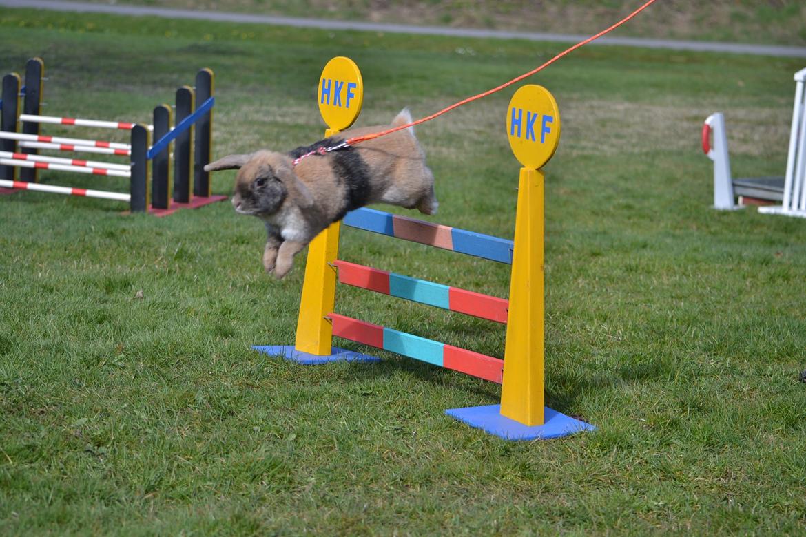 Kanin Æblehavens Zorra. billede 11