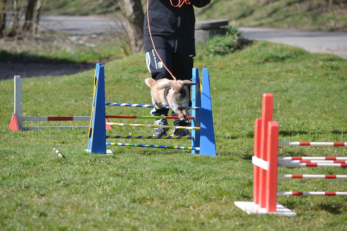 Kanin Æblehavens Zorra. billede 20