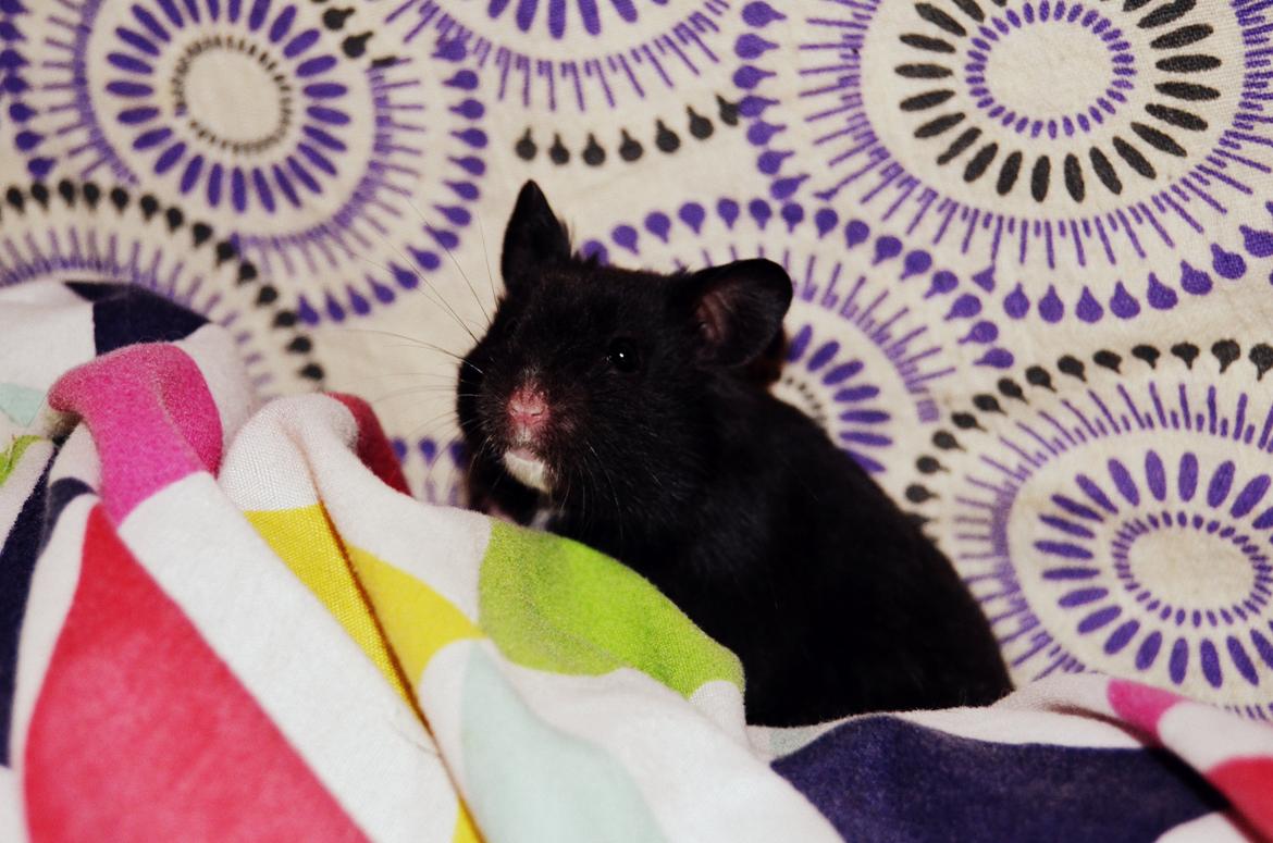 Hamster Admirable *Anton* - Første tur ude på sengen. :P  billede 4