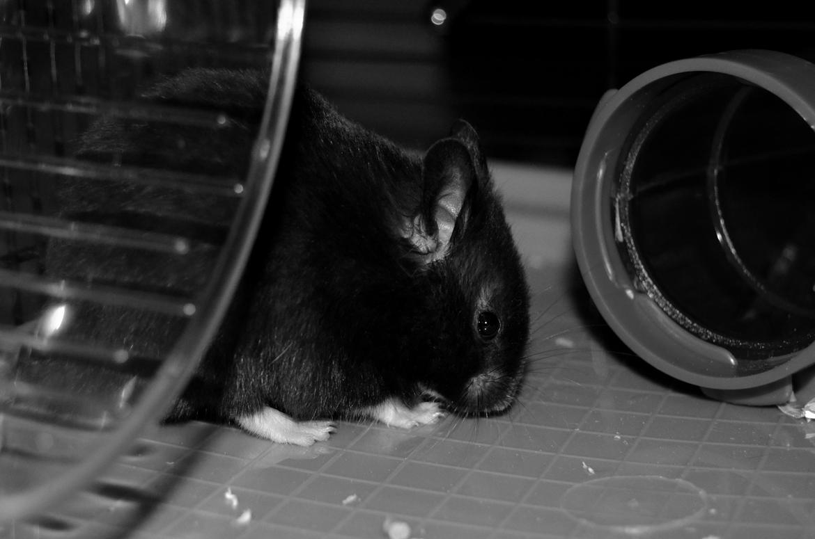 Hamster Admirable *Anton* - Han hygger rigtig. <3 billede 5