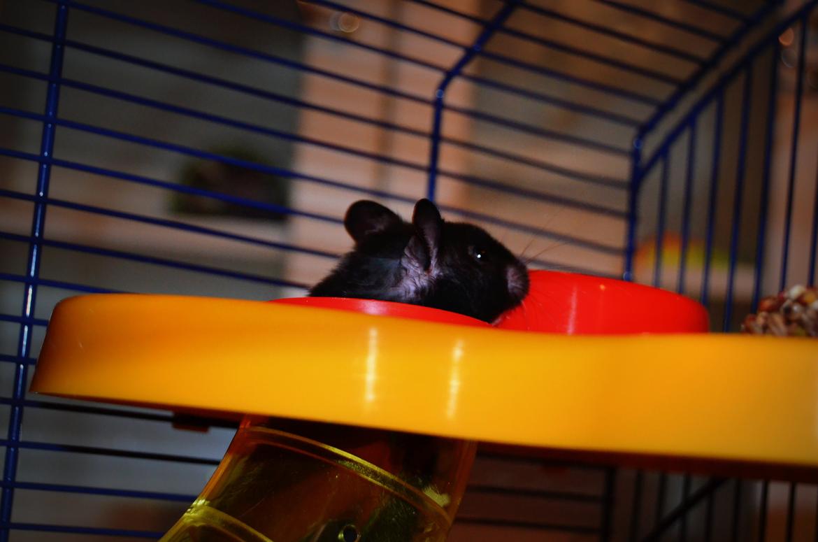 Hamster Admirable *Anton* - Han ELSKER sit rør system. c: billede 6