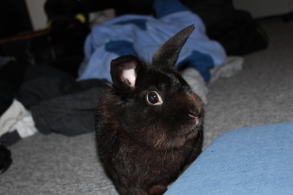 Kanin Amigo billede 23