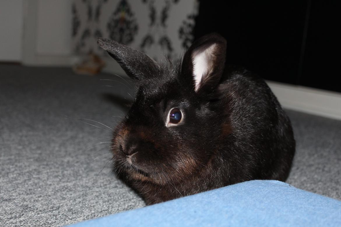 Kanin Amigo billede 24