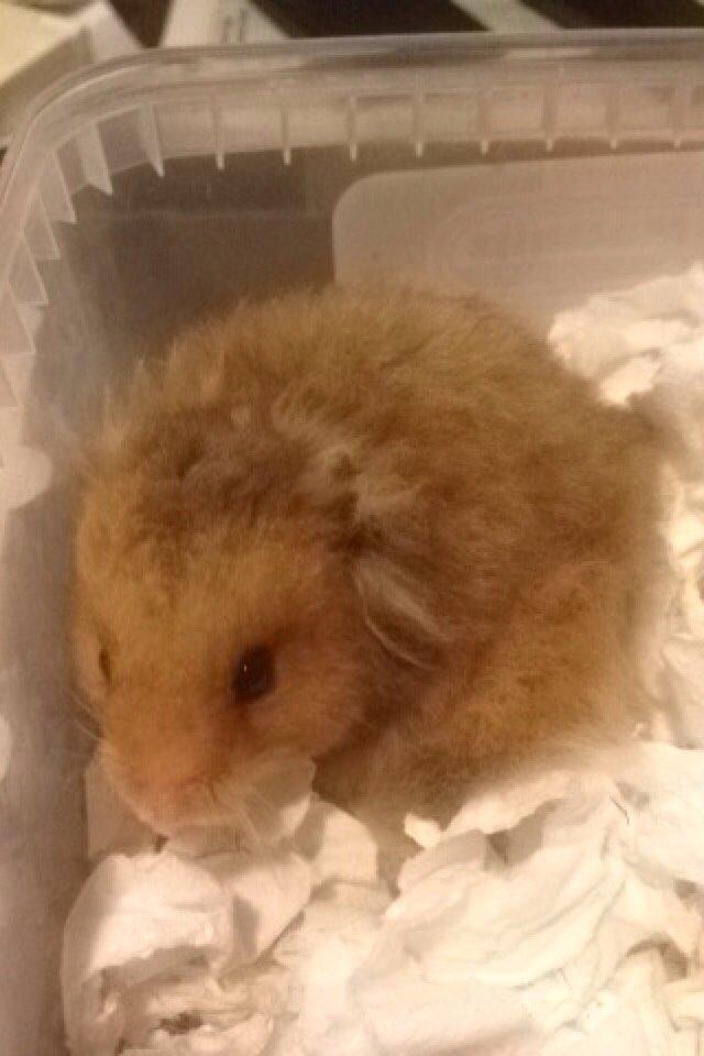 Hamster Colour Point's Phaléne *R.I.P.* billede 1