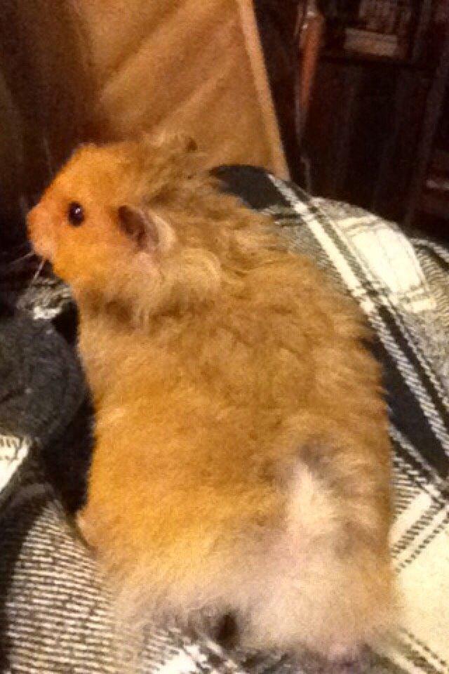 Hamster Colour Point's Phaléne *R.I.P.* billede 2