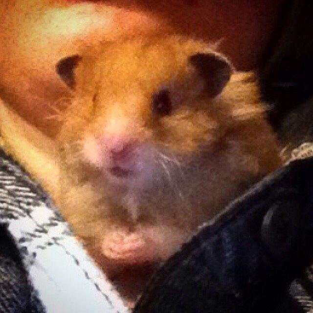 Hamster Colour Point's Phaléne *R.I.P.* billede 3