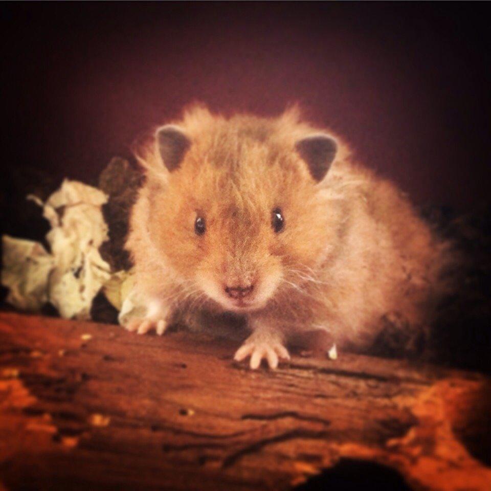 Hamster Colour Point's Phaléne *R.I.P.* billede 4
