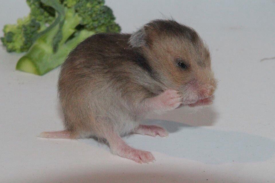 Hamster Colour Point's Phaléne *R.I.P.* billede 5