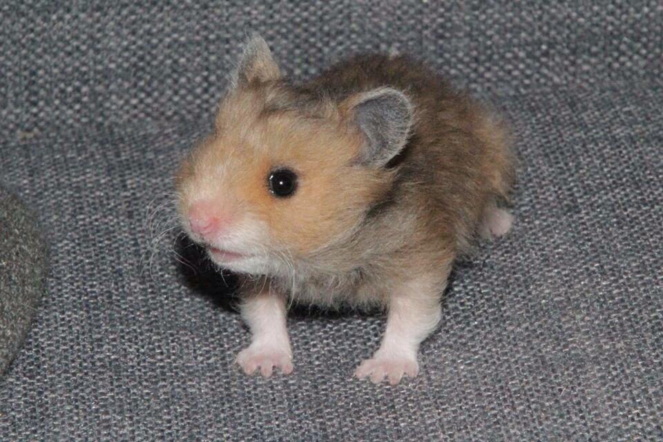Hamster Colour Point's Phaléne *R.I.P.* billede 6